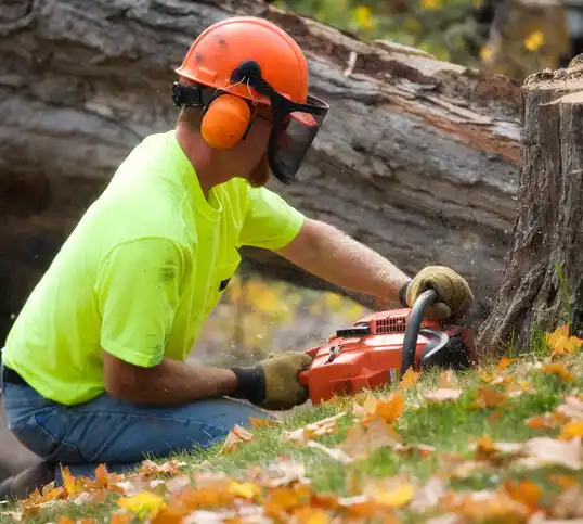 tree services Wayzata